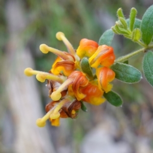 Grevillea alpina at Albury, NSW - suppressed