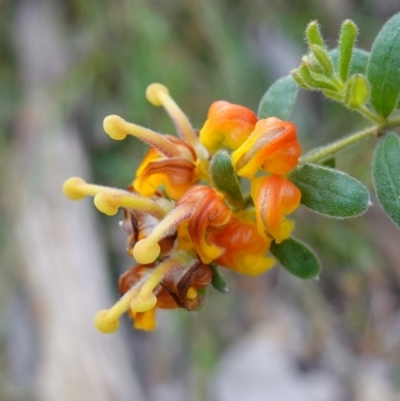 Grevillea alpina (Mountain Grevillea / Cat's Claws Grevillea) at Albury - 18 Sep 2023 by RobG1