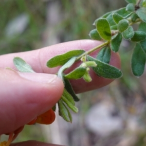Grevillea alpina at Albury, NSW - 18 Sep 2023