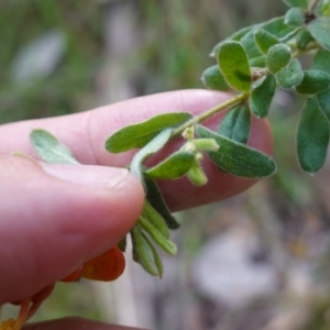 Grevillea alpina at Albury, NSW - suppressed