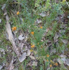 Grevillea alpina at Albury, NSW - suppressed