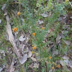 Grevillea alpina at Albury, NSW - suppressed