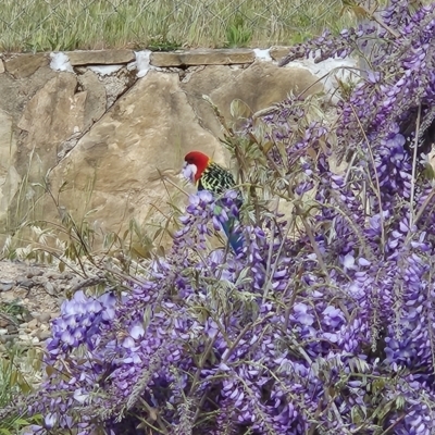Platycercus eximius (Eastern Rosella) at Chapman, ACT - 25 Sep 2023 by BethanyDunne
