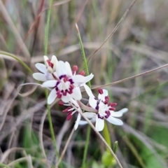 Wurmbea dioica subsp. dioica (Early Nancy) at Stromlo, ACT - 25 Sep 2023 by BethanyDunne