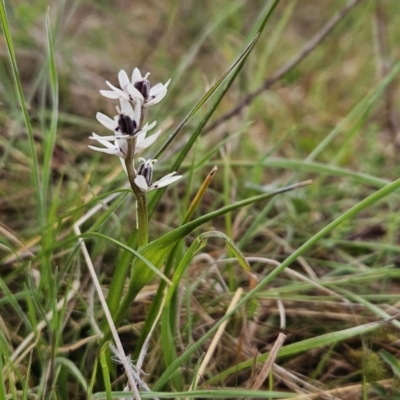 Wurmbea dioica subsp. dioica (Early Nancy) at Cooleman Ridge - 25 Sep 2023 by BethanyDunne