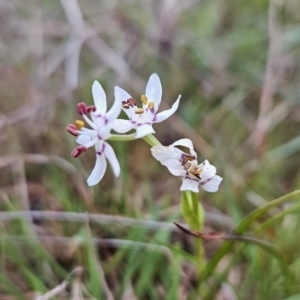 Wurmbea dioica subsp. dioica at Tuggeranong, ACT - 26 Sep 2023