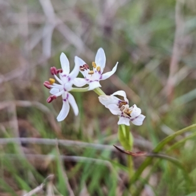 Wurmbea dioica subsp. dioica (Early Nancy) at Tuggeranong, ACT - 26 Sep 2023 by BethanyDunne