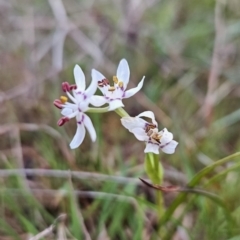 Wurmbea dioica subsp. dioica (Early Nancy) at Tuggeranong, ACT - 25 Sep 2023 by BethanyDunne