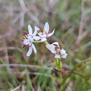 Wurmbea dioica subsp. dioica (Early Nancy) at Tuggeranong, ACT by BethanyDunne