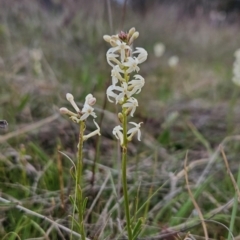 Stackhousia monogyna (Creamy Candles) at Tuggeranong, ACT - 25 Sep 2023 by BethanyDunne