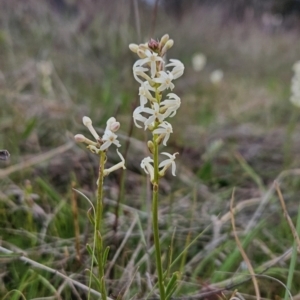 Stackhousia monogyna at Tuggeranong, ACT - 26 Sep 2023 06:07 AM