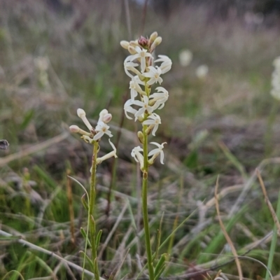 Stackhousia monogyna (Creamy Candles) at Cooleman Ridge - 25 Sep 2023 by BethanyDunne