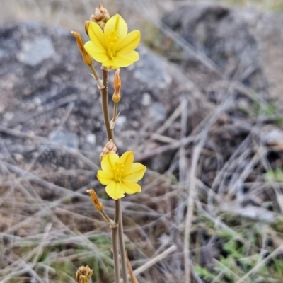 Bulbine bulbosa (Golden Lily) at Cooleman Ridge - 25 Sep 2023 by BethanyDunne