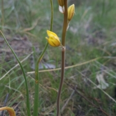 Bulbine bulbosa (Golden Lily, Bulbine Lily) at Tuggeranong, ACT - 25 Sep 2023 by BethanyDunne