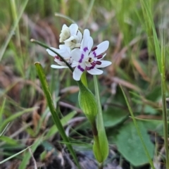 Wurmbea dioica subsp. dioica (Early Nancy) at Chapman, ACT - 26 Sep 2023 by BethanyDunne