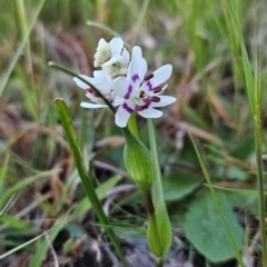 Wurmbea dioica subsp. dioica (Early Nancy) at Chapman, ACT - 25 Sep 2023 by BethanyDunne