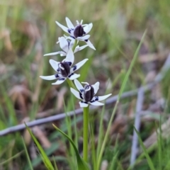 Wurmbea dioica subsp. dioica at Chapman, ACT - 26 Sep 2023 05:57 AM