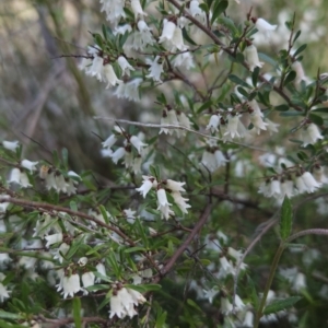 Cryptandra amara (Bitter Cryptandra) at Hall, ACT by BethanyDunne