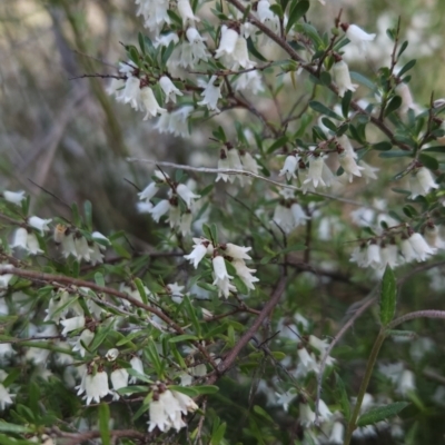 Cryptandra amara (Bitter Cryptandra) at Hall, ACT - 19 Sep 2023 by BethanyDunne