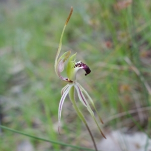 Caladenia parva at Albury, NSW - suppressed