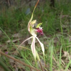 Caladenia parva at Albury, NSW - suppressed