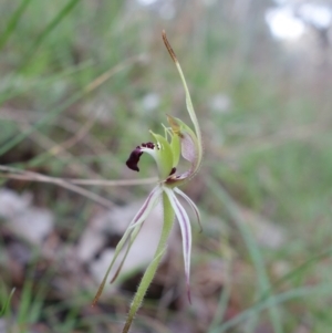 Caladenia parva at Albury, NSW - suppressed