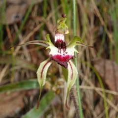 Caladenia parva at Albury, NSW - suppressed