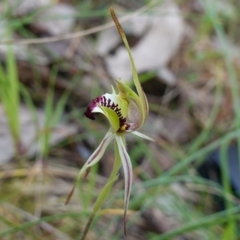 Caladenia parva at Albury, NSW - suppressed