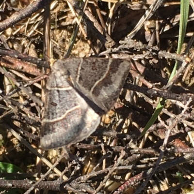 Antasia flavicapitata (Yellow-headed Heath Moth (Oenochrominae)) at Lower Borough, NSW - 24 Sep 2023 by mcleana