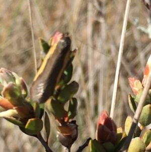 Brunia replana at Lower Borough, NSW - 24 Sep 2023