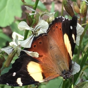 Vanessa itea at Lower Borough, NSW - 23 Sep 2023 02:45 PM