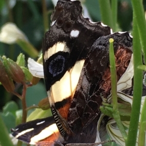 Vanessa itea at Lower Borough, NSW - 23 Sep 2023 02:45 PM