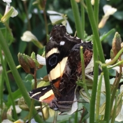 Vanessa itea at Lower Borough, NSW - 23 Sep 2023 02:45 PM