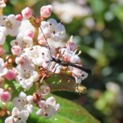 Enchoptera apicalis at Braidwood, NSW - 24 Sep 2023