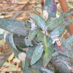 Eucalyptus globulus subsp. bicostata (Southern Blue Gum, Eurabbie) at Mitchell, ACT - 26 Sep 2023 by trevorpreston