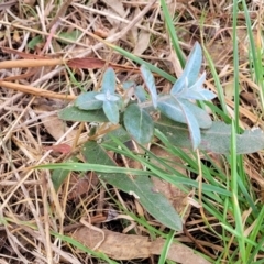 Eucalyptus globulus subsp. bicostata at Mitchell, ACT - 26 Sep 2023