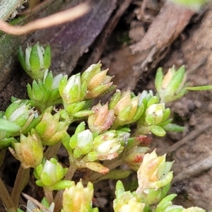 Crassula decumbens var. decumbens at Mitchell, ACT - 26 Sep 2023 10:06 AM