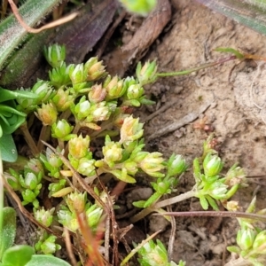 Crassula decumbens var. decumbens at Mitchell, ACT - 26 Sep 2023 10:06 AM