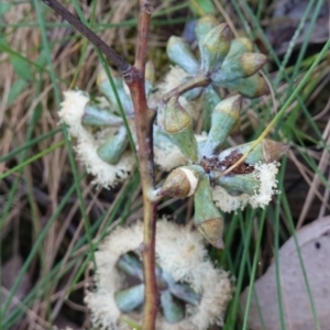 Eucalyptus albens at Albury, NSW - suppressed