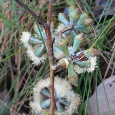 Eucalyptus albens (White Box) at Nail Can Hill - 18 Sep 2023 by RobG1