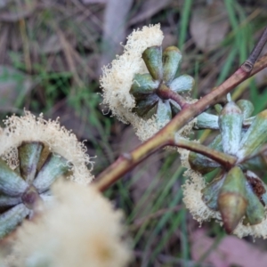 Eucalyptus albens at Albury, NSW - 18 Sep 2023