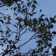 Eucalyptus albens at Albury, NSW - suppressed