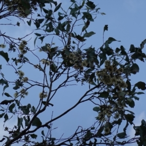 Eucalyptus albens at Albury, NSW - 18 Sep 2023