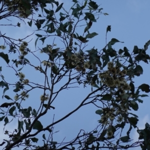 Eucalyptus albens at Albury, NSW - suppressed