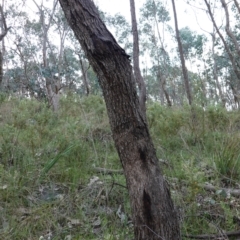Eucalyptus albens at Albury, NSW - suppressed