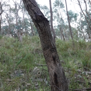 Eucalyptus albens at Albury, NSW - 18 Sep 2023