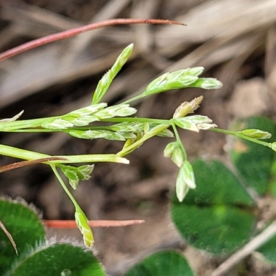 Poa annua (Winter Grass, Annual Poa) at Mitchell, ACT - 26 Sep 2023 by trevorpreston