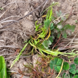 Poa annua at Mitchell, ACT - 26 Sep 2023