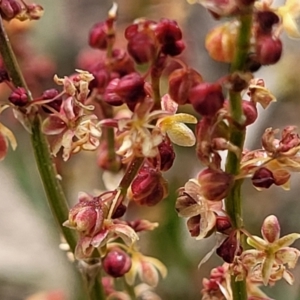 Rumex acetosella at Mitchell, ACT - 26 Sep 2023