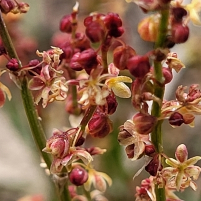 Rumex acetosella (Sheep Sorrel) at Crace Grasslands - 26 Sep 2023 by trevorpreston